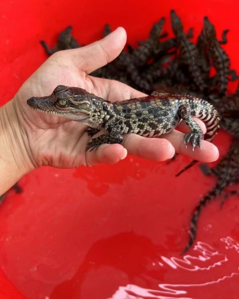 鳄鱼🐊头苗​大量接单，现货秒发，秒出单[勾引][勾引