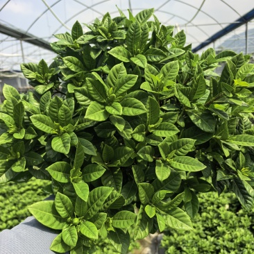 别说这个季节没有栀子花，230带花苞，四季开花！价格美丽！