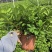 别说这个季节没有栀子花，230带花苞，四季开花！价格美丽！