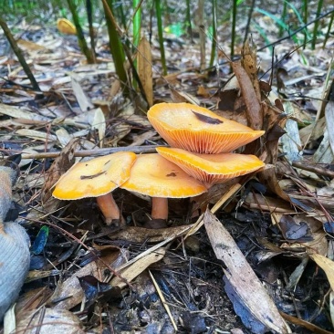 云南野生菌