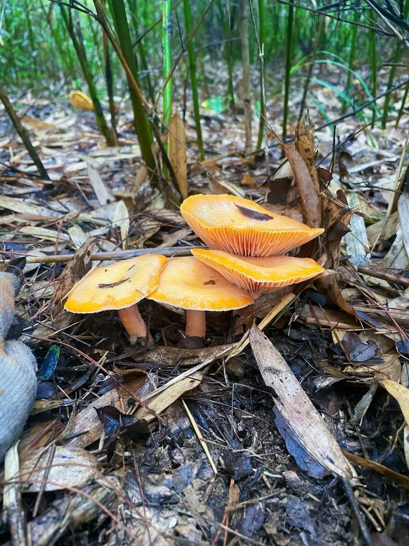 云南野生菌
