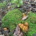 云南野生菌