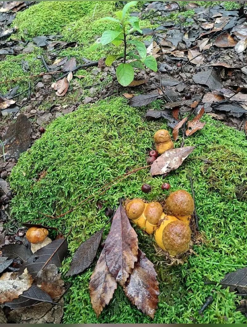 云南野生菌