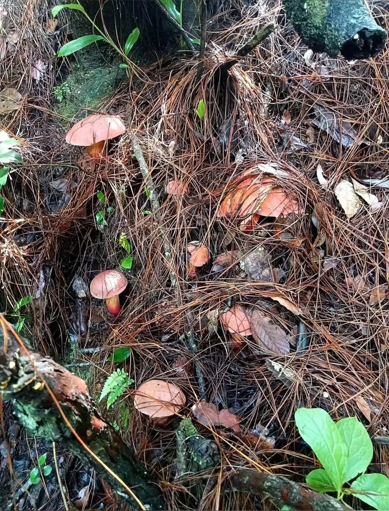云南野生菌