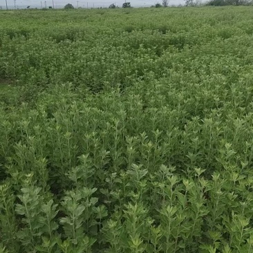 新鲜艾草