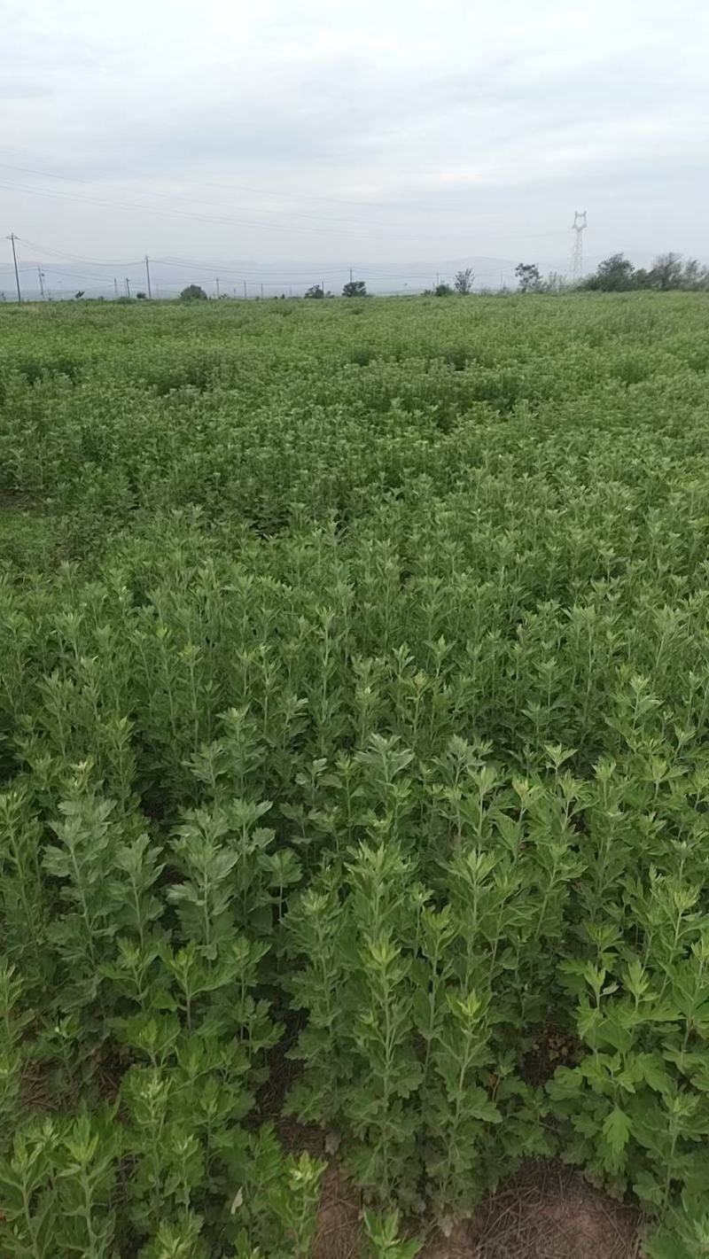 新鲜艾草