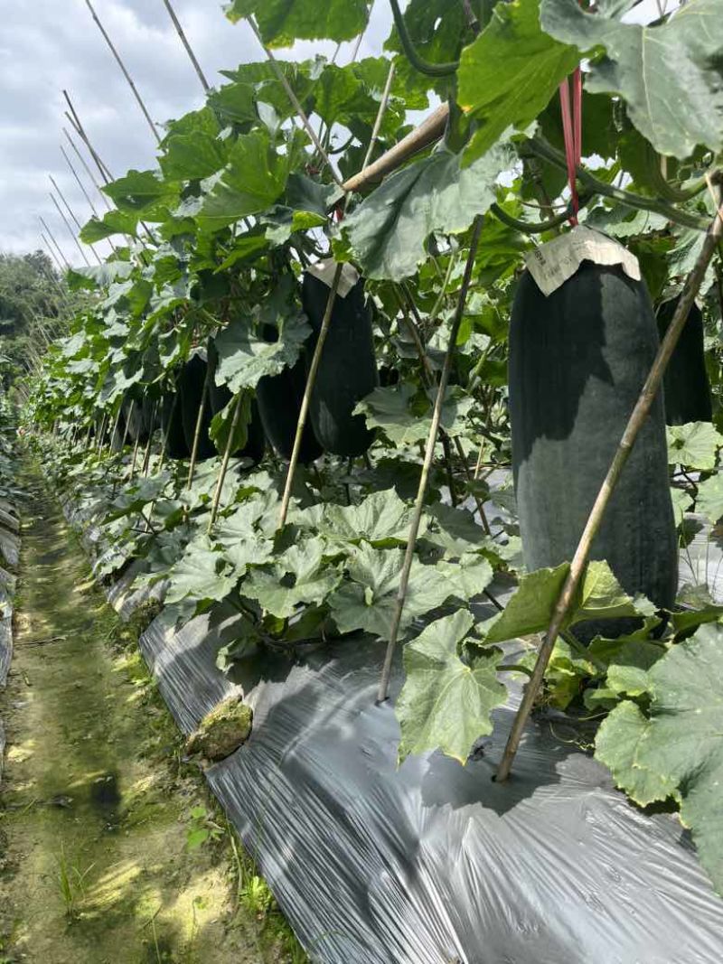 精品黑皮冬瓜