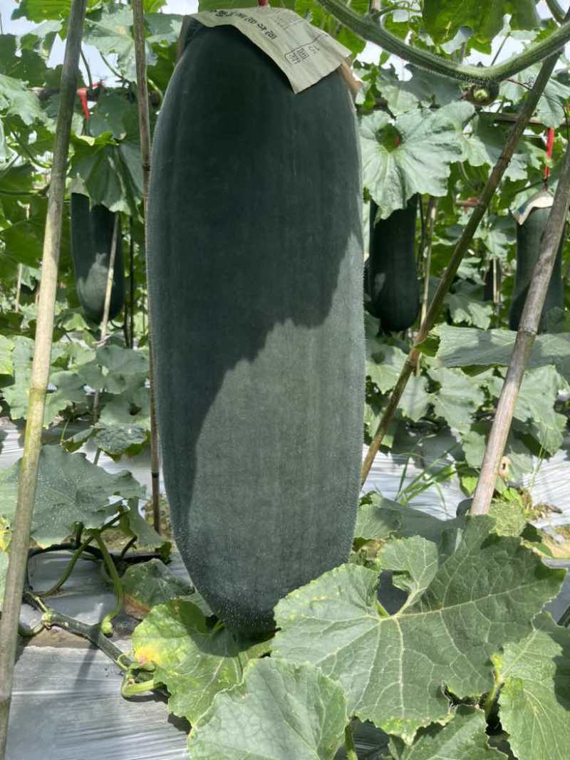 精品黑皮冬瓜