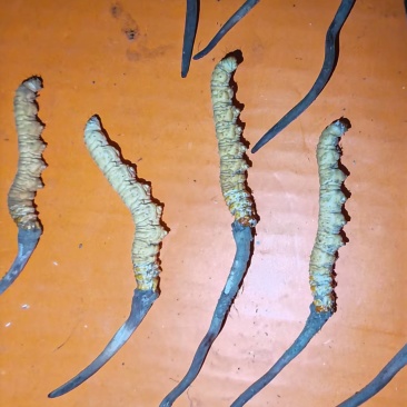 甘孜冬虫夏草