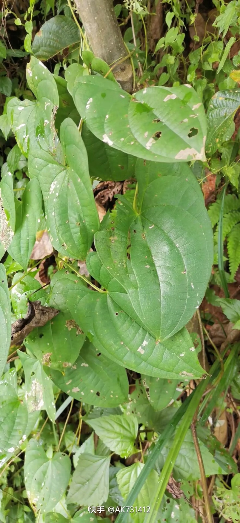 黄独黄药子鲜货预订