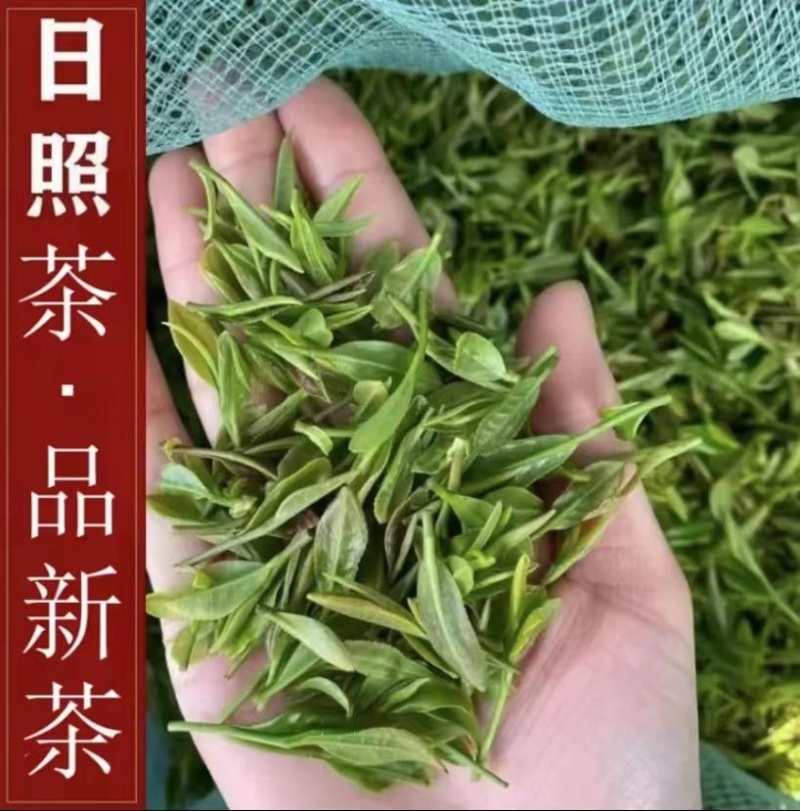 日照绿茶