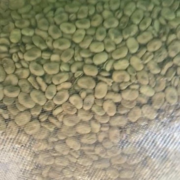 云南优质干蚕豆