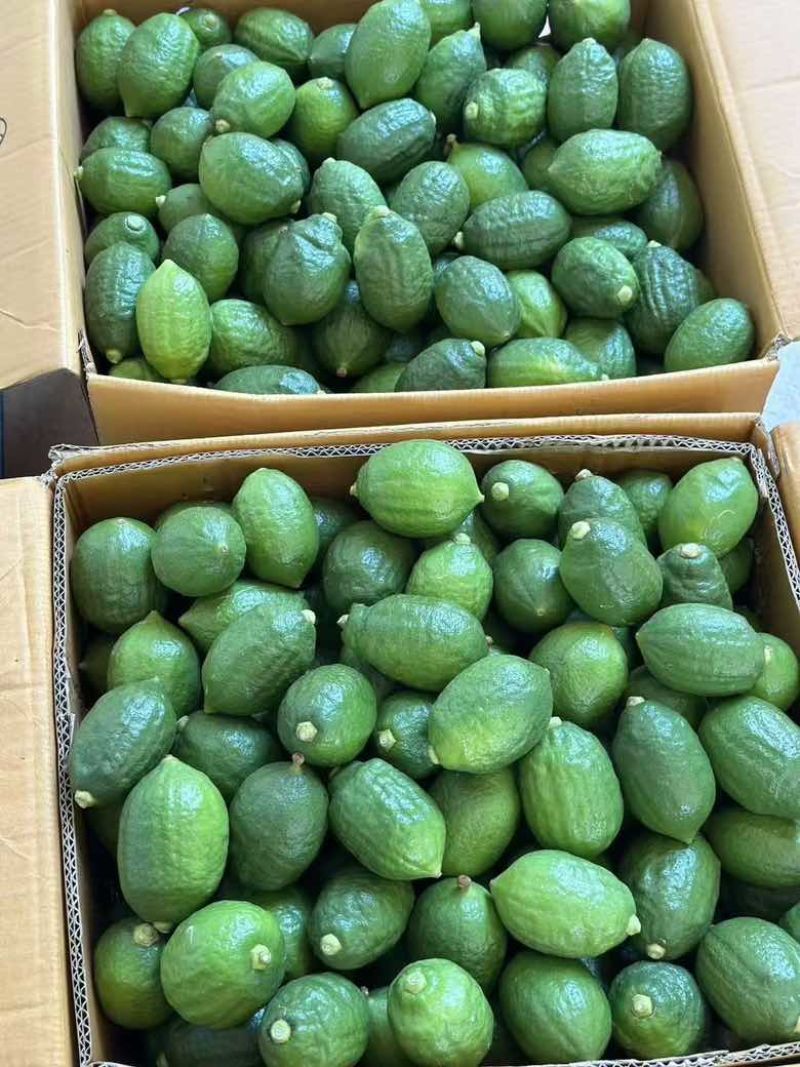新鲜现摘广东香水柠檬