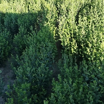 苍术。半亩地5年苍术。