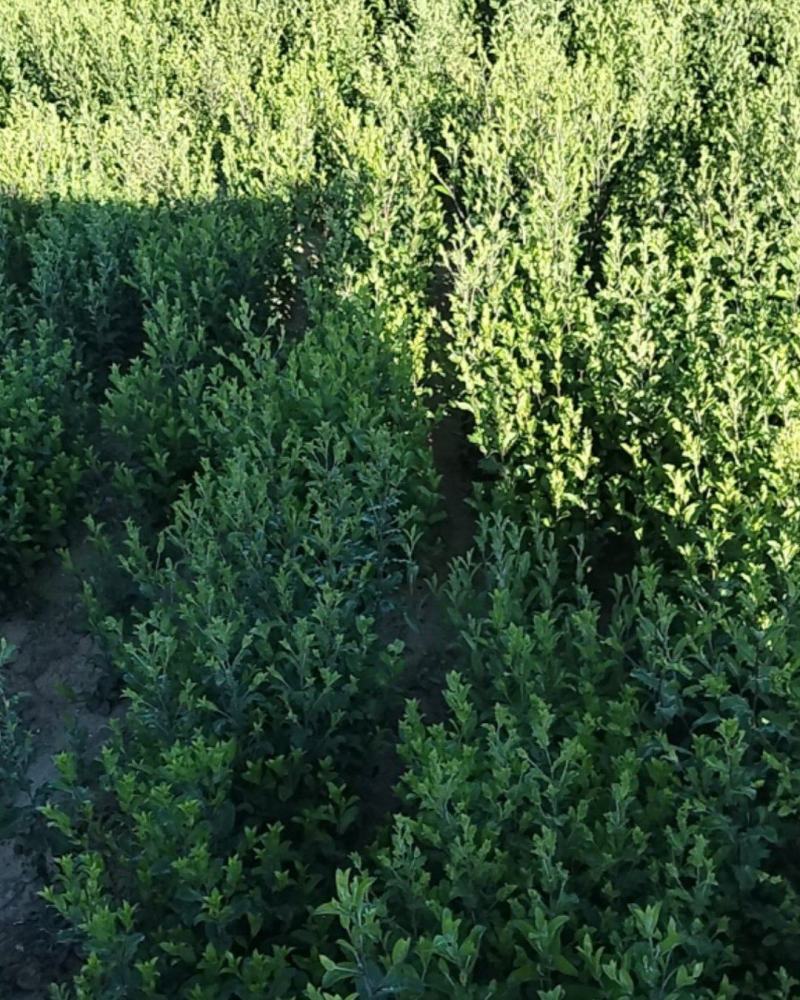 苍术。半亩地5年苍术。