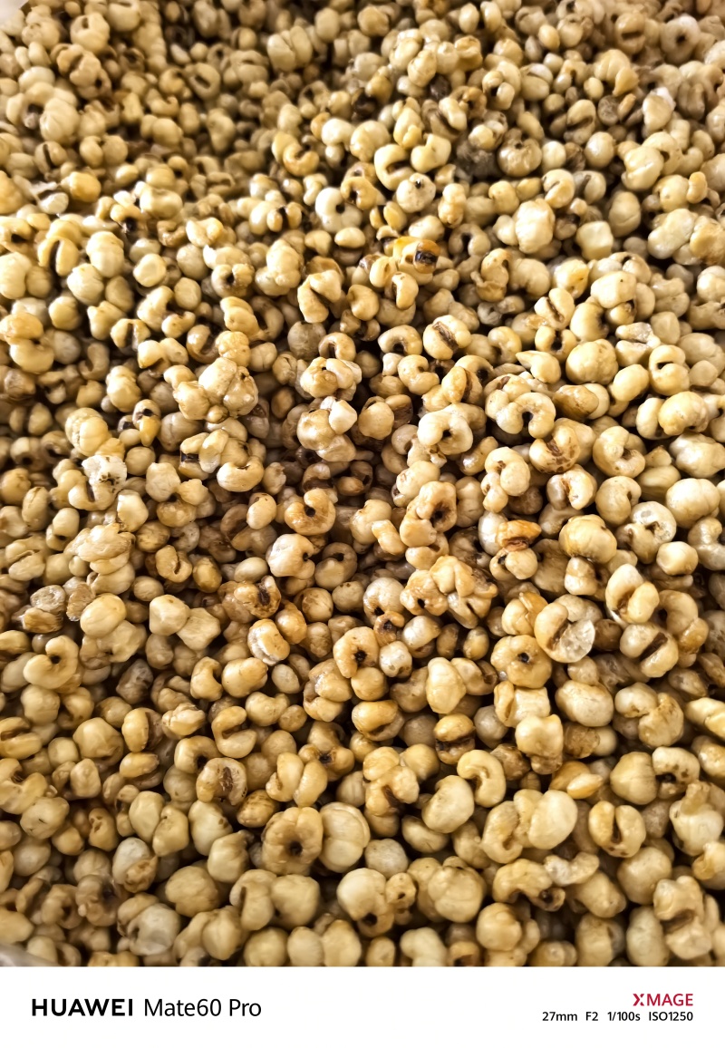 炒薏米薏米黄米大量提供