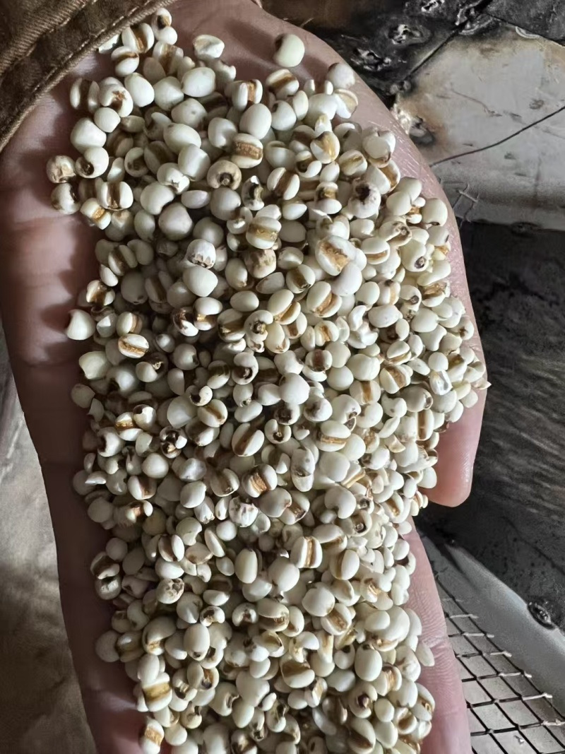 炒薏米薏米黄米大量提供