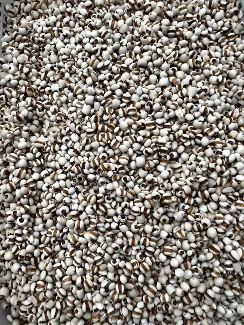 炒薏米薏米黄米大量提供