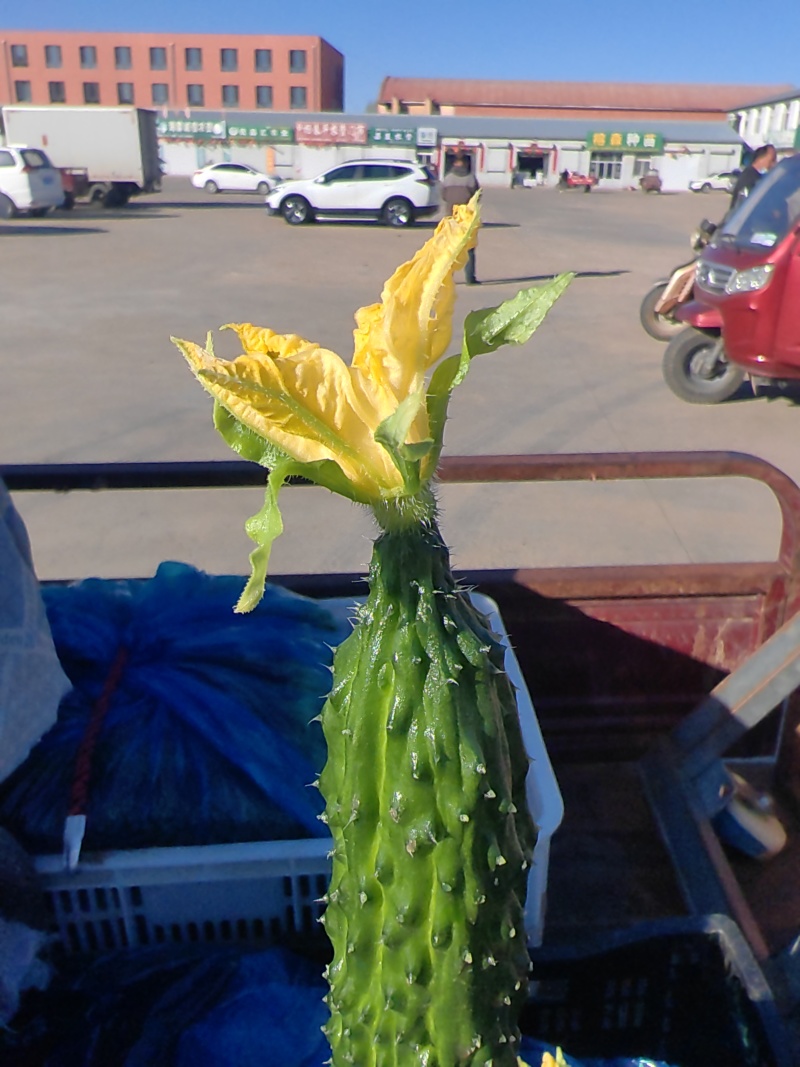 凌源鲜花黄瓜