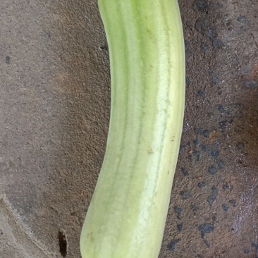 蔬菜