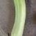 蔬菜