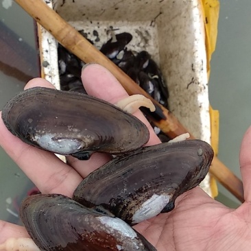 湛江市沙螺
