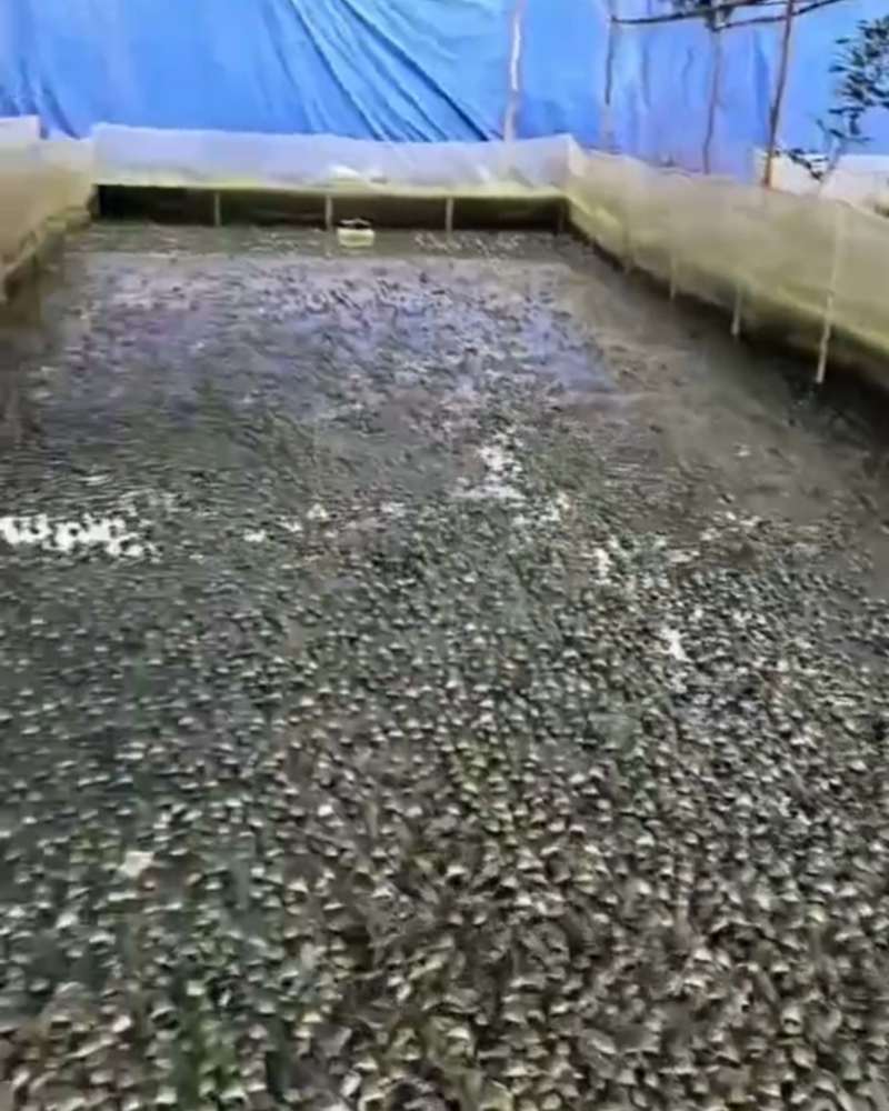 活牛蛙全国可发