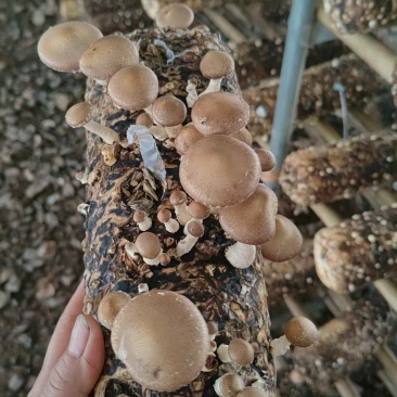小香蕈