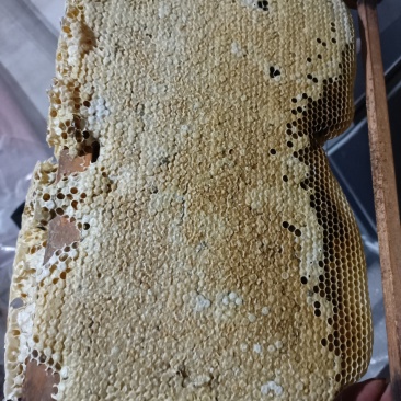土蜂蜜