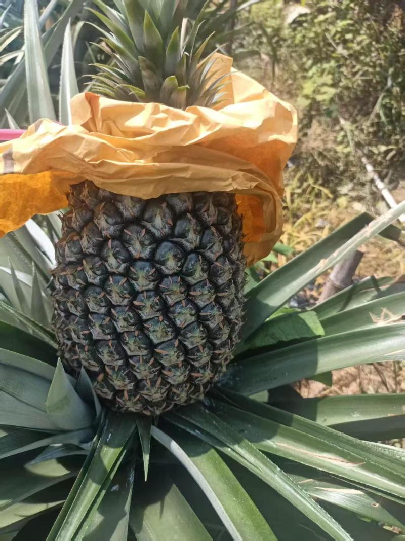 西瓜凤梨