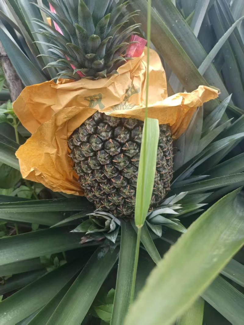 西瓜凤梨