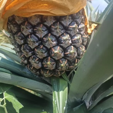 西瓜凤梨