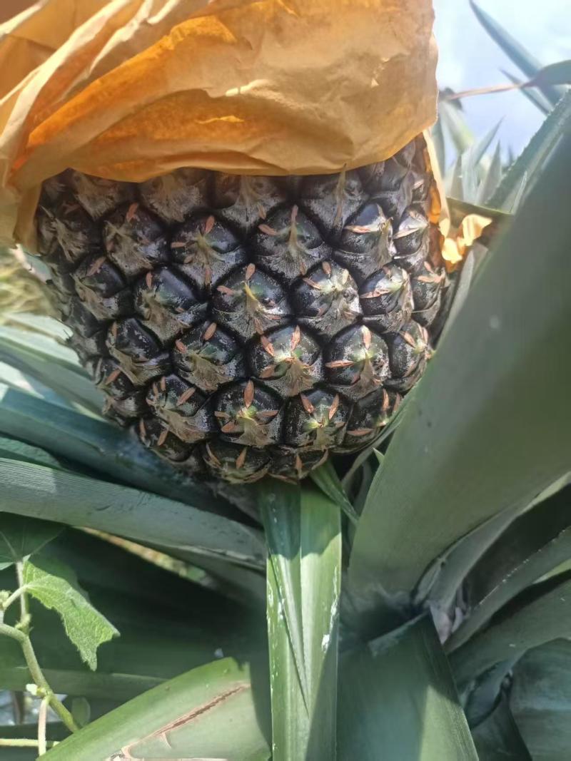 西瓜凤梨
