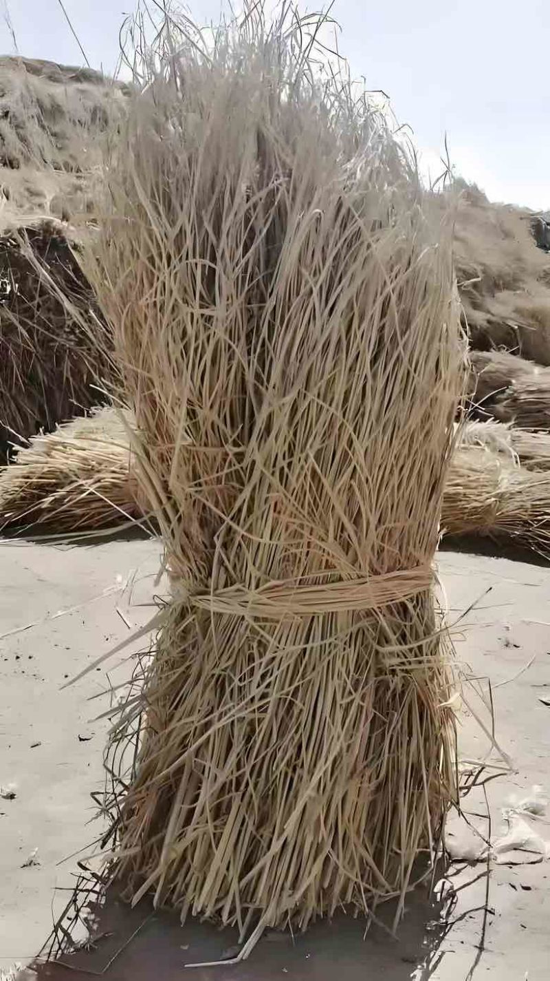 干草，稻草，治沙草