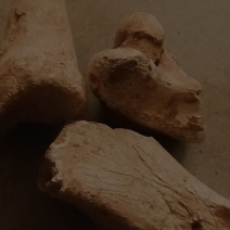 中药化石土龙骨