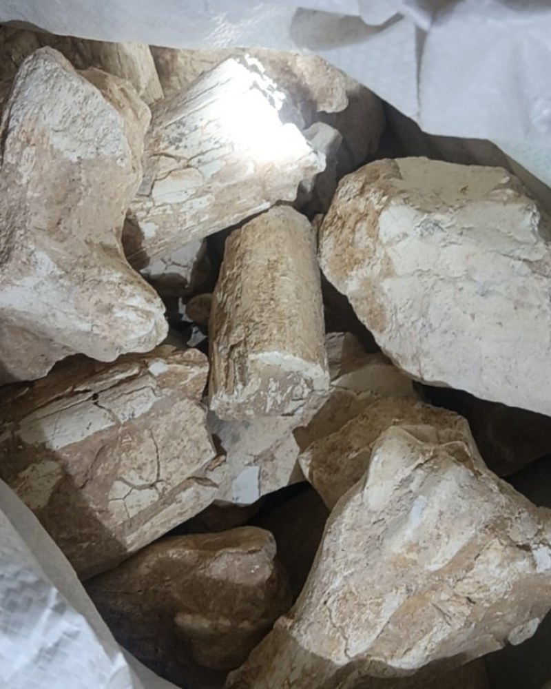 中药化石土龙骨