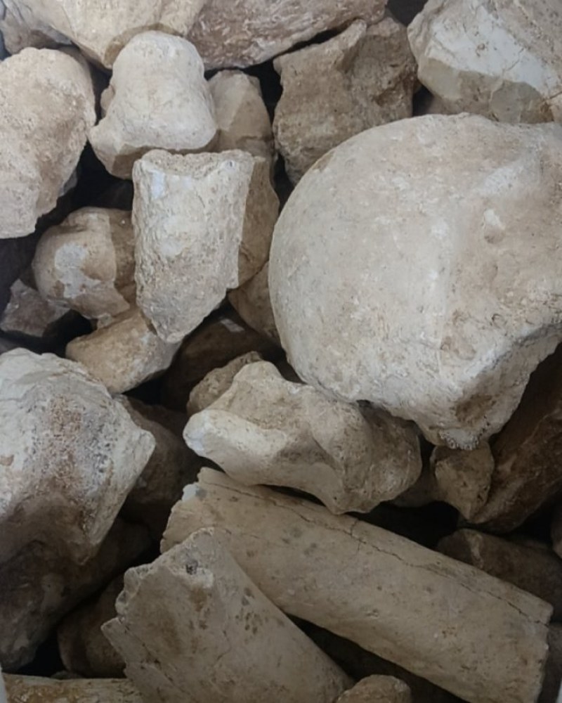 中药化石土龙骨