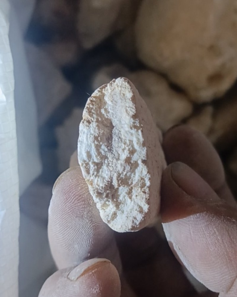 中药化石土龙骨