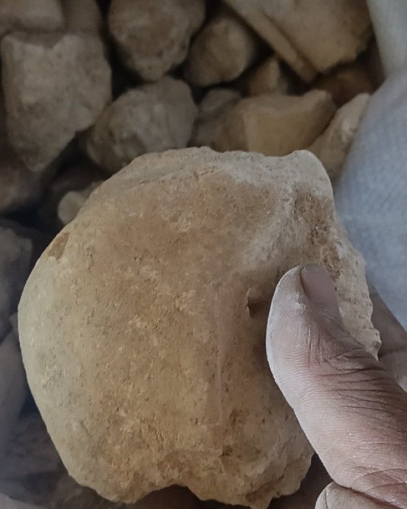 中药化石土龙骨