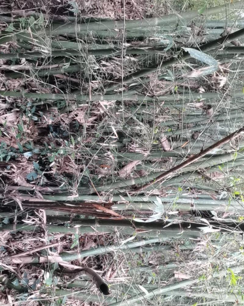 农户种植单竹，水竹，苦竹子等等