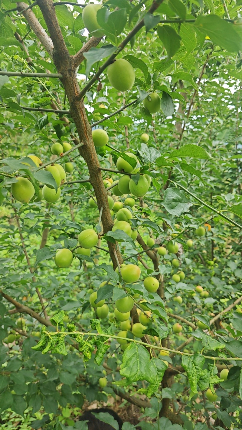 现摘青梅