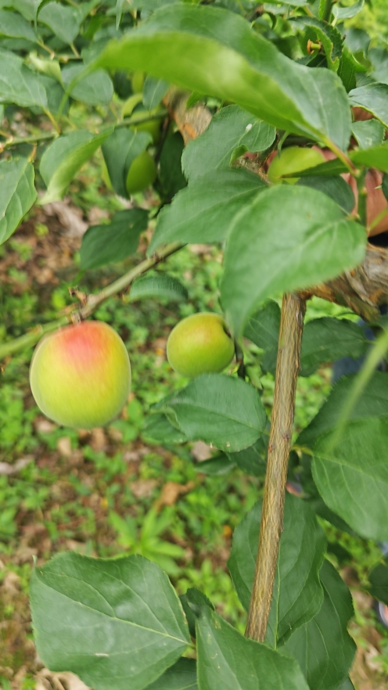 现摘青梅