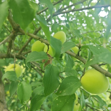 现摘青梅
