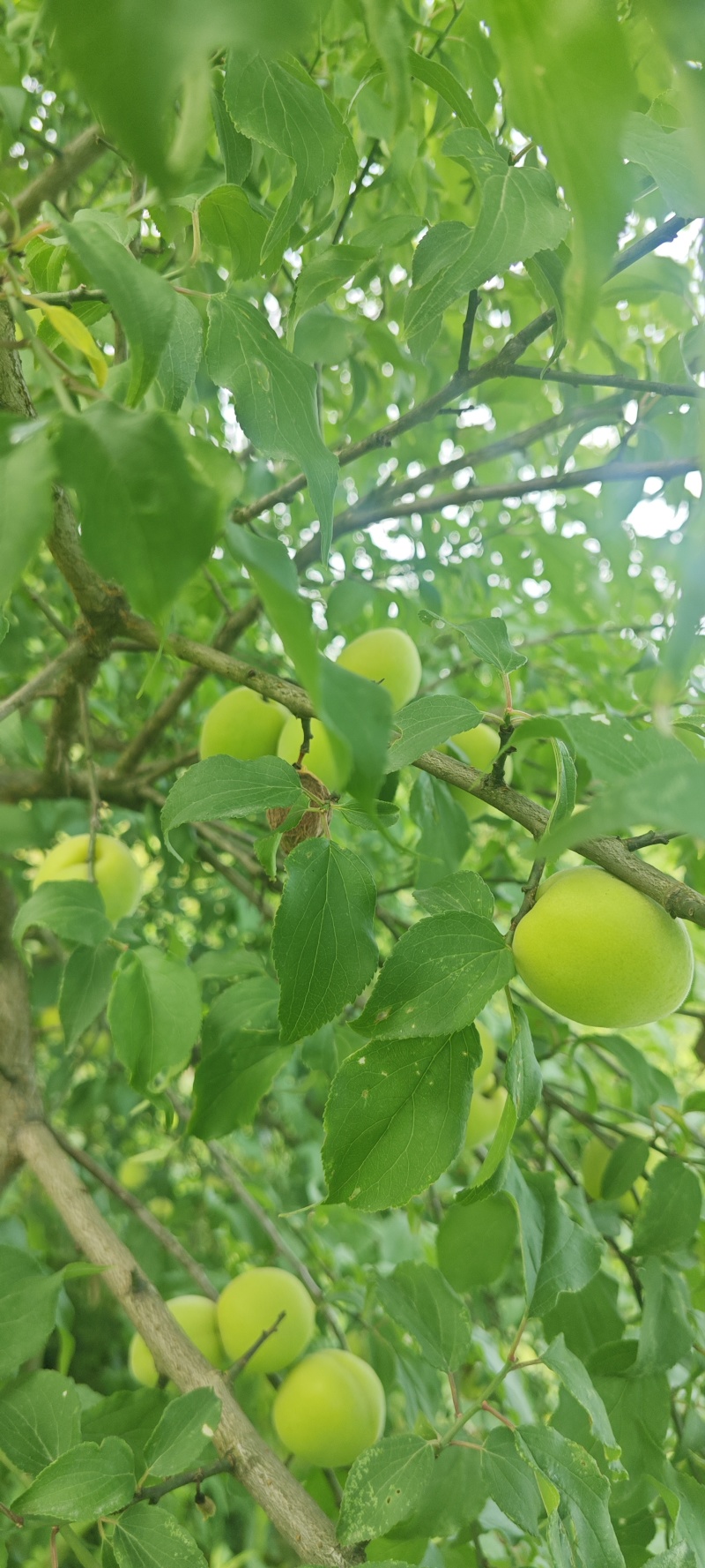 现摘青梅