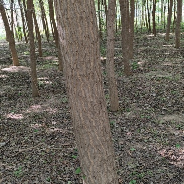 银杏树