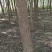 银杏树