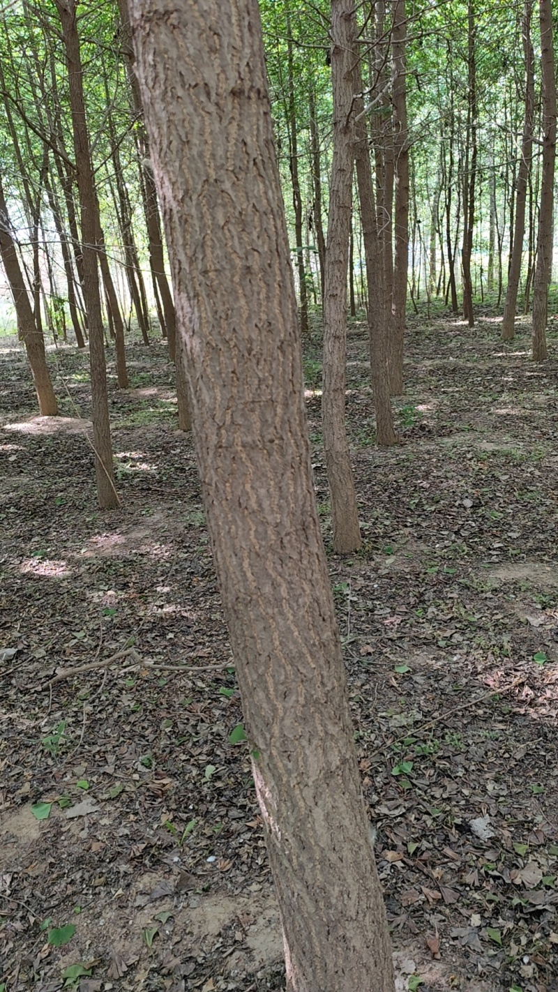 银杏树