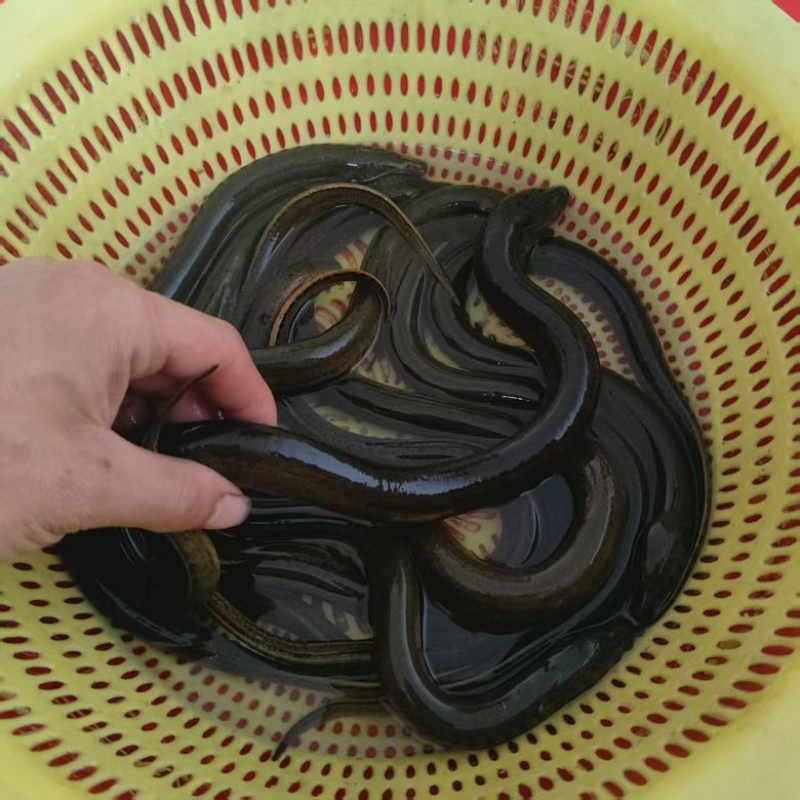 纯田园黄鳝活体