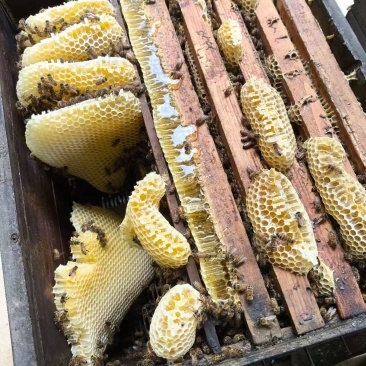 天然纯蜂蜜