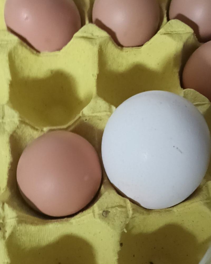 孔雀种蛋